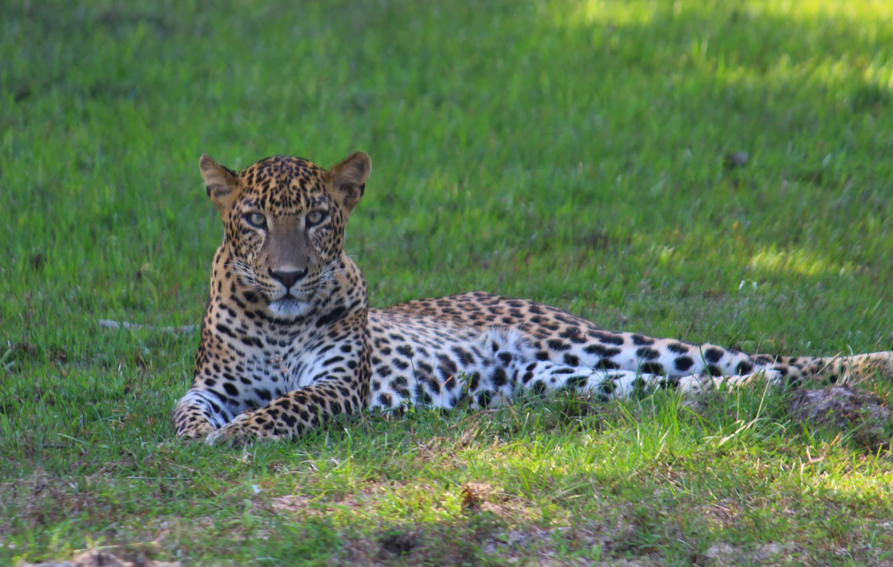 Sri Lanka travel gallery image 10